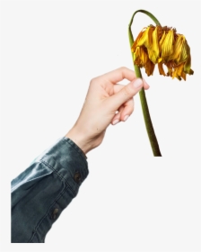 #deadflower #flower #dead #flowers #hand #holding #handgesture - Garden Roses, HD Png Download, Transparent PNG
