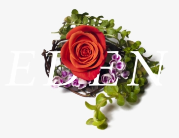 Bestill Header Element - Garden Roses, HD Png Download, Transparent PNG