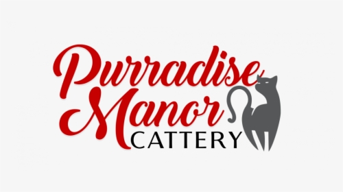 Purradise Manor Cattery - Black Cat, HD Png Download, Transparent PNG