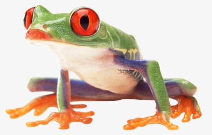 Frog Png Image - Tree Frog Png, Transparent Png, Transparent PNG