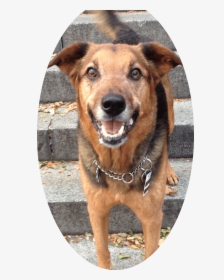 Dog Cat   Class Service Image - Companion Dog, HD Png Download, Transparent PNG