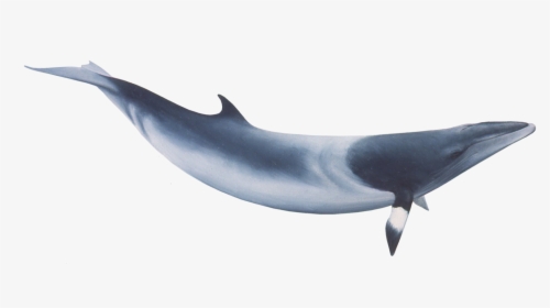 Common Minke Whale Png, Transparent Png, Transparent PNG
