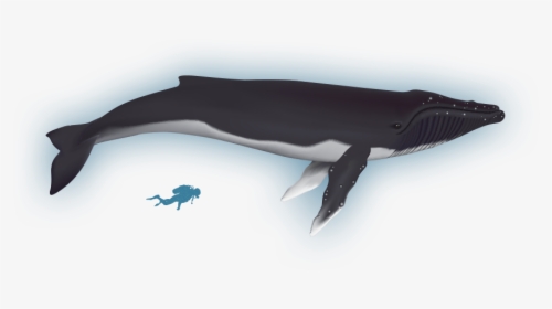 Wiki - Humpback Whale - Scuba Diver Silhouette, HD Png Download, Transparent PNG