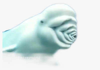 #bluga #whale #freetoedit - Beluga Whale Transparent, HD Png Download, Transparent PNG