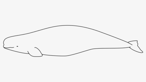 Beluga Whale Svg, HD Png Download, Transparent PNG
