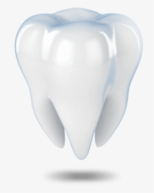 Tooth Model Waterford, Ct - Fang, HD Png Download, Transparent PNG