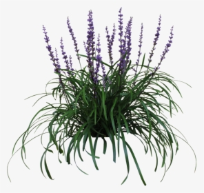 Thumb Image - Australian Native Grass With Purple Flowers, HD Png Download, Transparent PNG