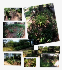 Botanical Garden, HD Png Download, Transparent PNG