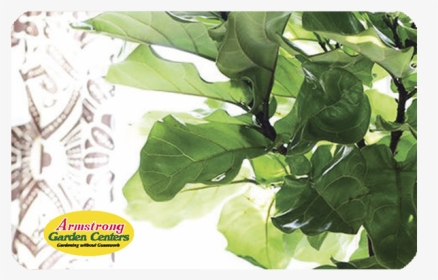 Fiddle Leaf Fig Gift Card - Best Faux Fiddle Leaf Fig Tree, HD Png Download, Transparent PNG