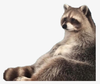 #raccoon #meme #fat #chubby #racoon #lol - Raccoon I Am Trash, HD Png Download, Transparent PNG