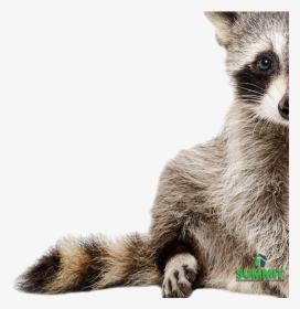 Baby Raccoon, HD Png Download, Transparent PNG