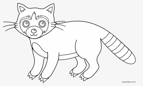 Transparent Baby Raccoon Clipart - Drawing, HD Png Download, Transparent PNG