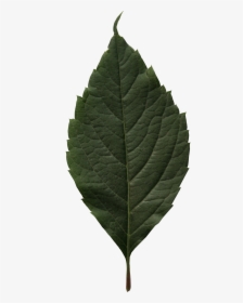 Canoe Birch, HD Png Download, Transparent PNG