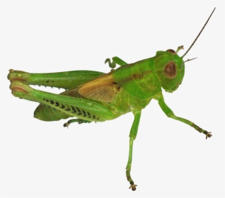 Grasshopper Png Image - Gambar Belalang Png, Transparent Png, Transparent PNG