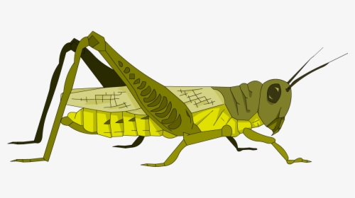 Grasshopper Png Photo - Grasshopper, Transparent Png, Transparent PNG