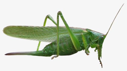 Grasshopper Png - Насекомые На Прозрачном Фоне, Transparent Png, Transparent PNG