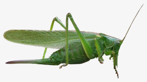 Grasshopper Png - Насекомые На Прозрачном Фоне, Transparent Png ...