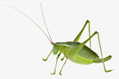Realistic Grasshopper Png File Download Free - Bush Cricket Female And Male, Transparent Png, Transparent PNG