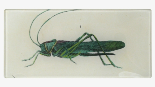 Grasshopper, HD Png Download, Transparent PNG