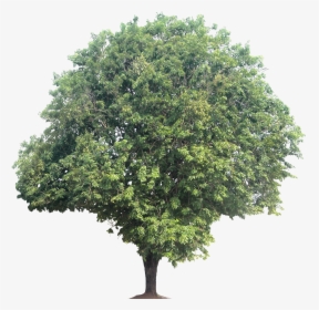 Quercus Robur 3d Model, HD Png Download, Transparent PNG