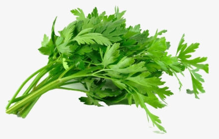 Parsley Leaves, HD Png Download, Transparent PNG