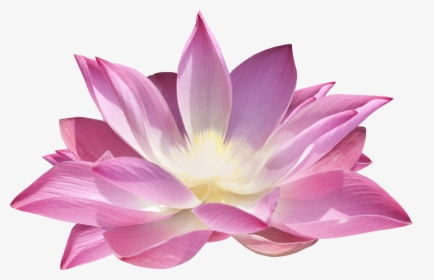 Lotus Flower Png - Лотос Пнг, Transparent Png, Transparent PNG