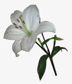 Lily Png - Easter Lily Transparent Background, Png Download, Transparent PNG