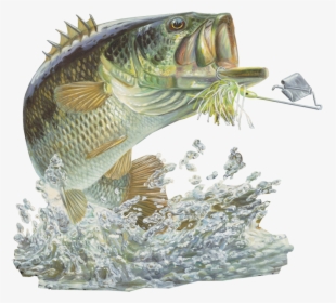 Bass Fishing Sticker Buzzbait - Fish Large Mouth Bass, HD Png Download, Transparent PNG
