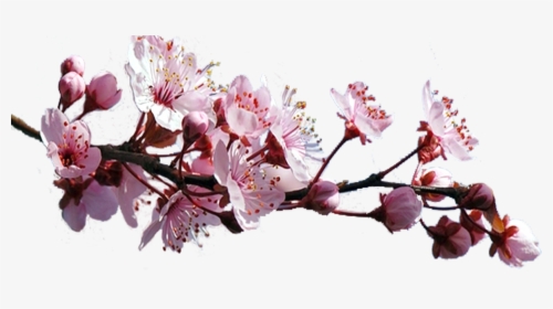 Sakura Pink Flowers Png Free Download - Cherry Blossom, Transparent Png, Transparent PNG