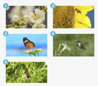 Wind Help Flower Pollination Kindergarten Worksheet, HD Png Download, Transparent PNG