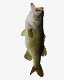 #bass #fishing #bassfishing #large - Bass, HD Png Download, Transparent PNG