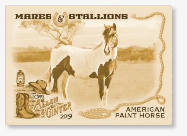 American Paint Horse 2019 Topps Allen & Ginter Oversized - Stallion, HD Png Download, Transparent PNG