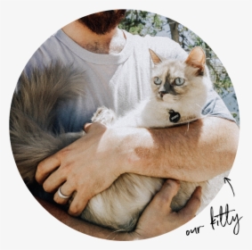 Kitty - Paw, HD Png Download, Transparent PNG