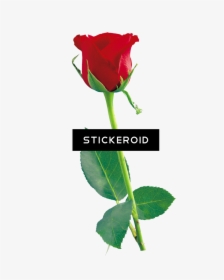 Single Red Rose Flowers - Rose Flower Png Download, Transparent Png, Transparent PNG