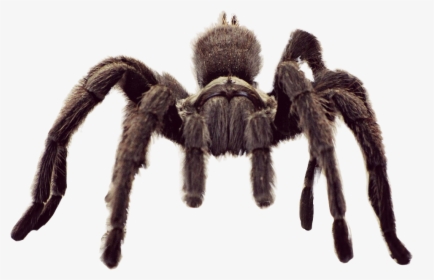 #animal #spider #tarantula #freetoedit - Tarantula Spider, HD Png Download, Transparent PNG