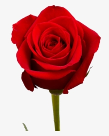 Free Red Rose Bouquet, HD Png Download, Transparent PNG