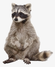 Raccoon Png Photos - Raccoon White Background, Transparent Png, Transparent PNG