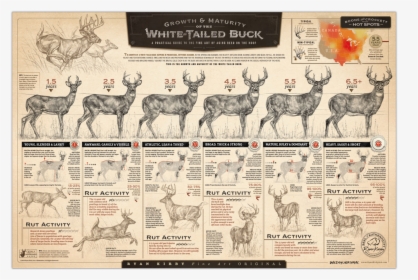 Ryan Kirby Growth Maturity Whitetail Buck Poster Deer - Growth And Maturity Of The Whitetail Buck, HD Png Download, Transparent PNG