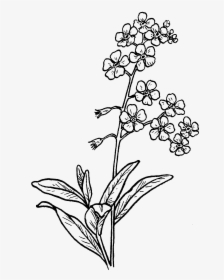 Flower Sketch Png - Forget Me Not Flower Drawing, Transparent Png, Transparent PNG