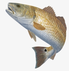 Mullet Fish Clipart Png Royalty Free Redfish Decal - Fish Jumping Out Of Water Png, Transparent Png, Transparent PNG