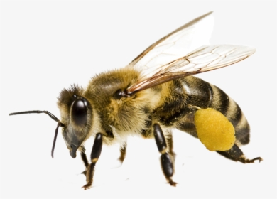 Bee Png - Honeybee Png, Transparent Png, Transparent PNG