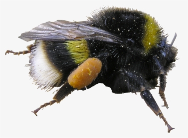 Bumblebee, HD Png Download, Transparent PNG