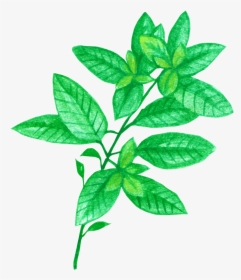 Basil Chrysanthemum Tea For Headache And Stress Png - Chrysanthemum Tea, Transparent Png, Transparent PNG