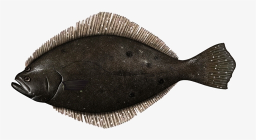 Transparent Flounder Png - Fish Summer Flounder Fluke, Png Download, Transparent PNG