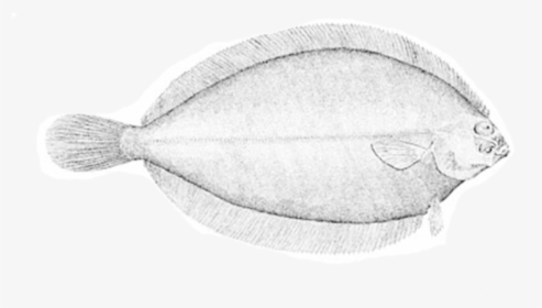 Witch Flounder, HD Png Download, Transparent PNG