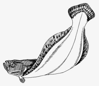 Line Art,reptile,neck - Flatfish Flounder Fish Drawing, HD Png Download, Transparent PNG
