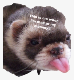 # Cute #ferret #freetoedit - Animals With Down Syndrome, HD Png Download, Transparent PNG