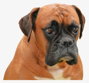 Boxer Png Image - Boxer Dog Transparent Background, Png Download, Transparent PNG