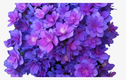 Flower Purple Png Multi Transparent Hydrangea Transparent - Flowers Transparent Background Purple, Png Download, Transparent PNG