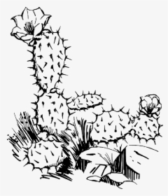 Black Outline Plants Flower - Cactus Clip Art, HD Png Download, Transparent PNG